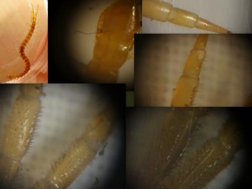 Cryptops hortensis
