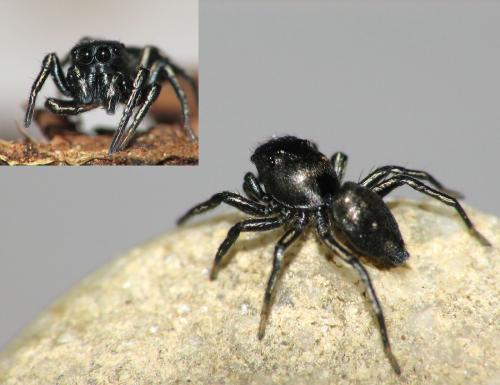 Réf. 151 208 : Heliophanus cupreus
