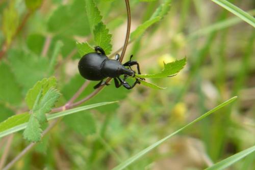 Réf. 151 376 : Liparus dirus