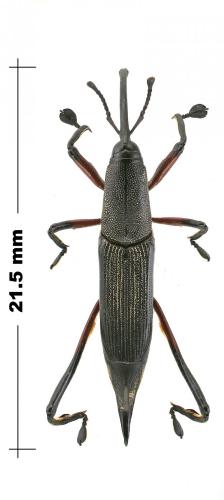 Réf. 151 039 : Ichthyopisthen convexicolle
