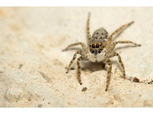 Menemerus semilimbatus