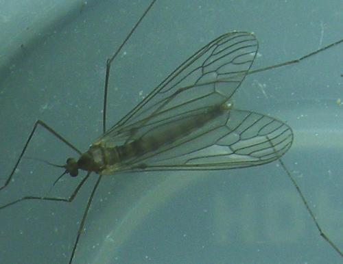 Réf. 151 600 : Trichocera annulata