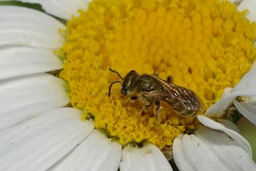 Réf. 151 017 : Seladonia sp.