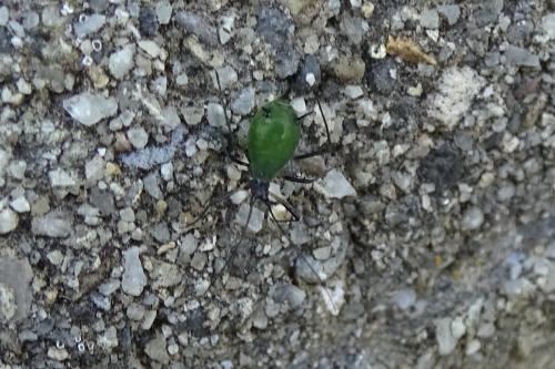 Réf. 151 110 : Megoura viciae