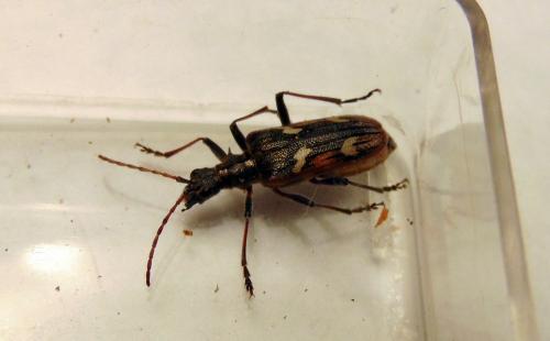 Réf. 151 143 : Rhagium bifasciatum