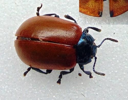 Réf. 151 917 : Chrysomela populi