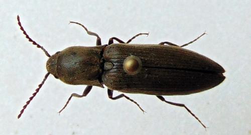 Réf. 151 931 : Agriotes pilosellus