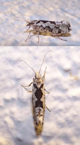 Réf. 151 166 : Ypsolopha sequella