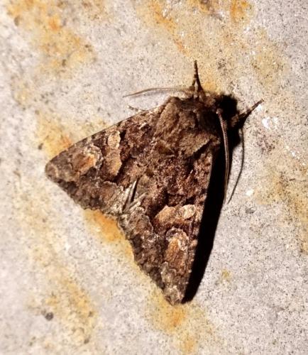 Dryobotodes tenebrosa