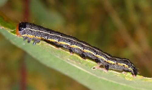 Réf. 151 586 : Pyrrhia umbra
