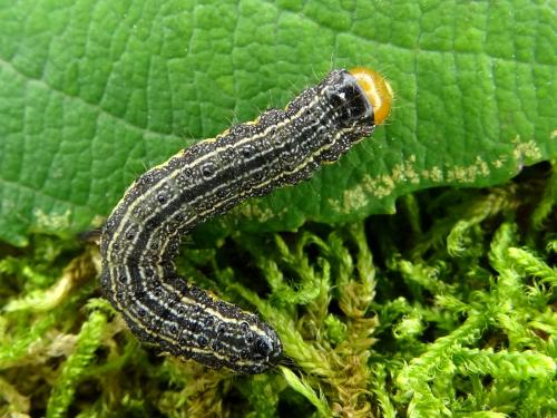 Réf. 151 587 : Pyrrhia umbra