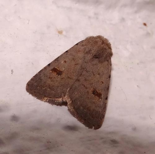 Caradrina kadenii