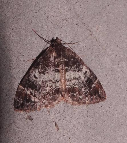 Réf. 151 694 : Dysstroma truncata