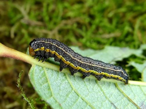 Réf. 151 688 : Pyrrhia umbra