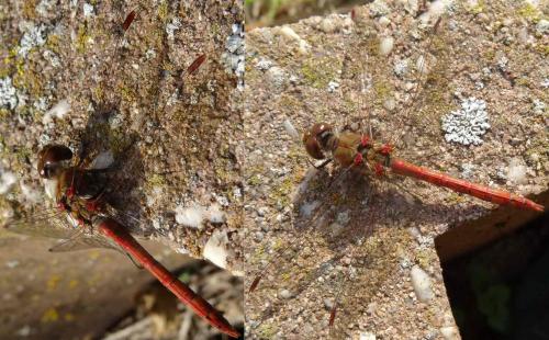 Sympetrum striolatum