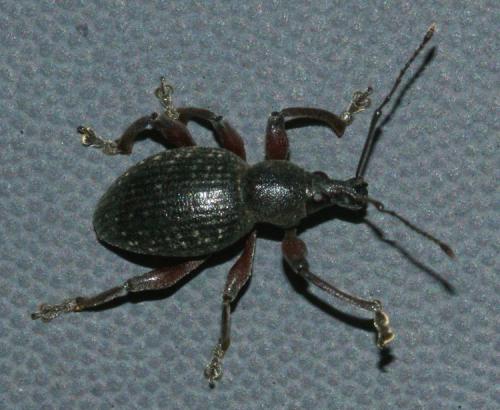 Réf. 151 613 : Otiorhynchus tenebricosus