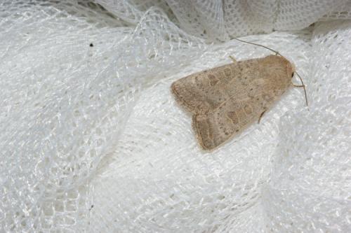 Hoplodrina ambigua