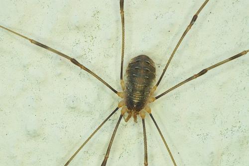 Réf. 151 062 : Opilio canestrinii