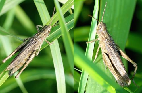 Chorthippus dorsatus dorsatus