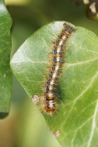 Lasiocampa quercus