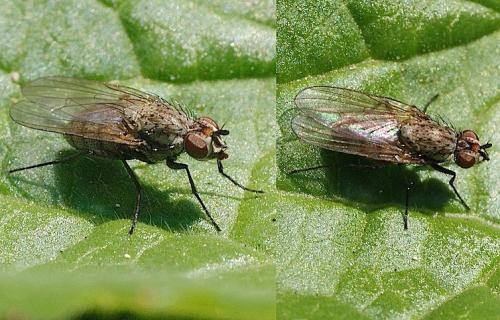 Hylemya sp.