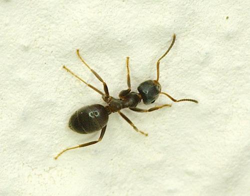 Réf. 151 256 : Lasius sp.