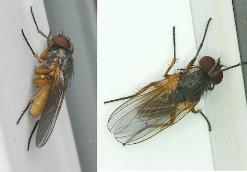 Fannia lustrator