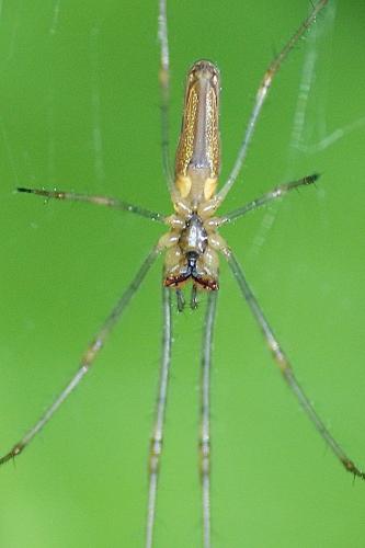 Tetragnatha montana