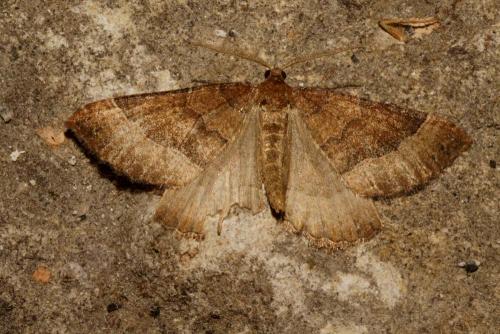 Réf. 151 269 : Larentia clavaria