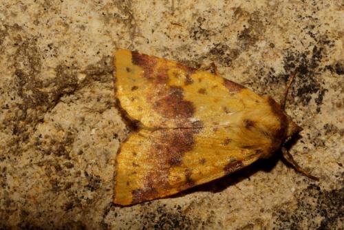 Réf. 151 315 : Xanthia togata