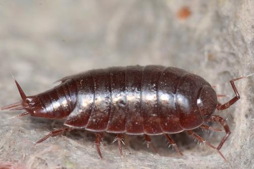 Réf. 151 920 : Oritoniscus sp.