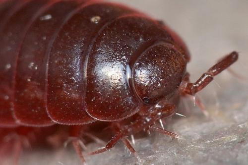Oritoniscus sp.