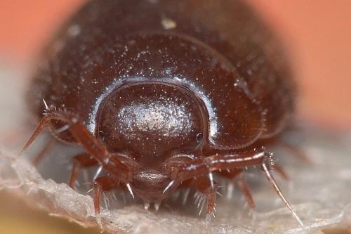 Réf. 151 922 : Oritoniscus sp.