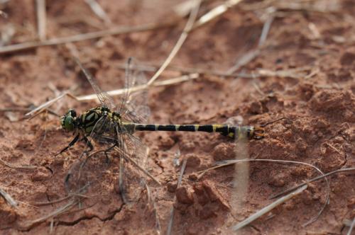 Onychogomphus forcipatus