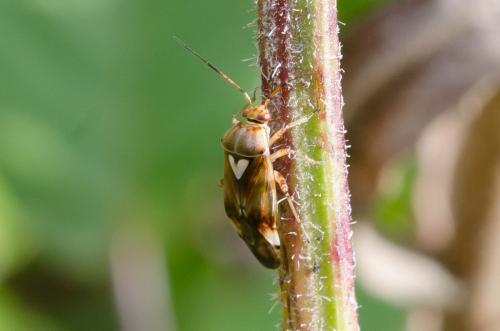 Lygus sp.
