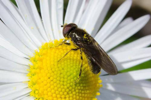 Cheilosia sp.