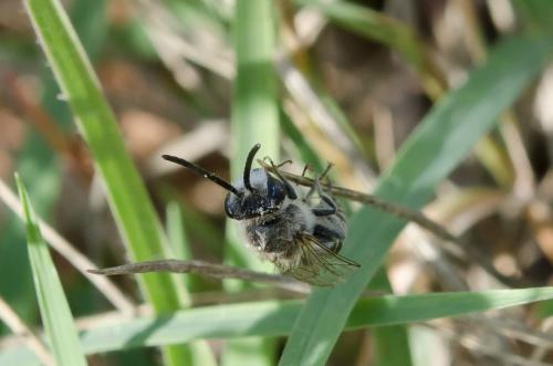 Colletes sp.