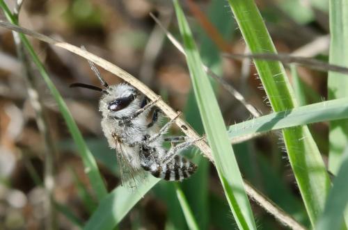 Colletes sp.