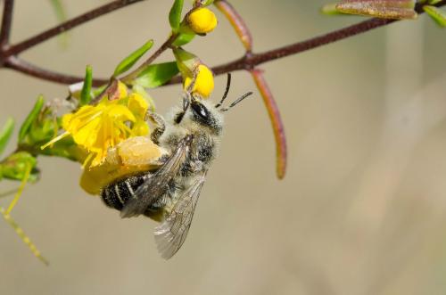 Melitta tricincta