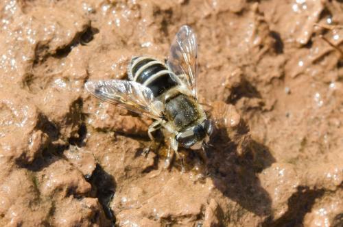 Eristalis arbustorum