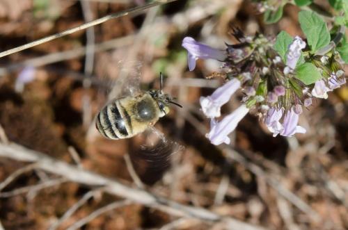 Réf. 151 347 : Amegilla garrula