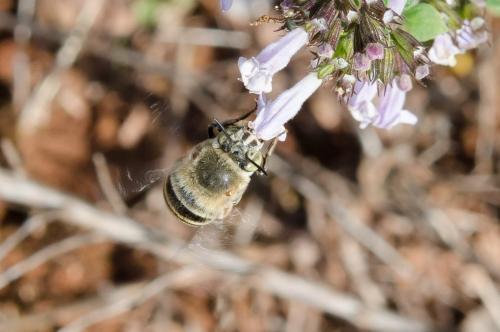 Réf. 151 348 : Amegilla garrula