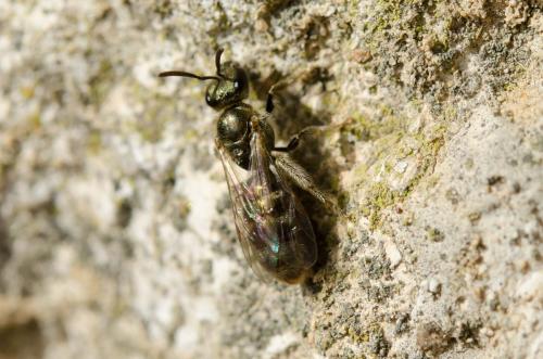 Réf. 151 352 : Lasioglossum sp.