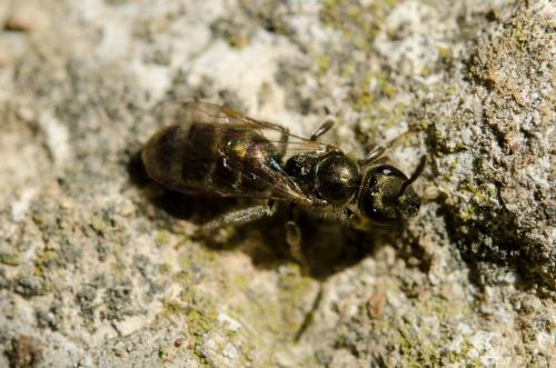 Réf. 151 351 : Lasioglossum sp.