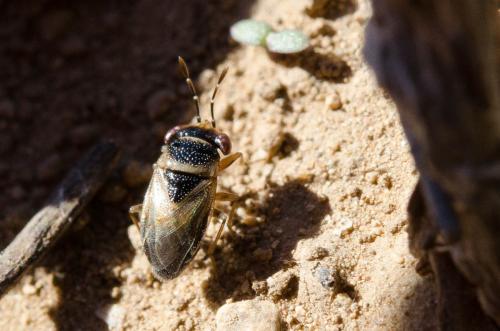 Réf. 151 480 : Geocoris megacephalus