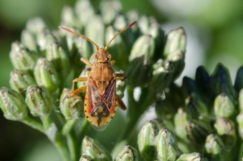 Stictopleurus sp.