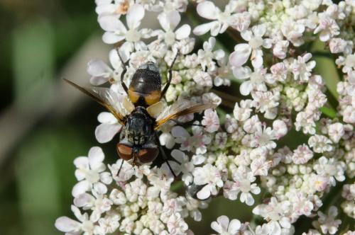 Réf. 151 481 : Ectophasia sp.