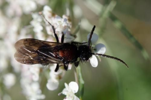 Physetopoda punctata