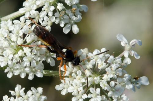 Réf. 151 710 : Ichneumon sarcitorius