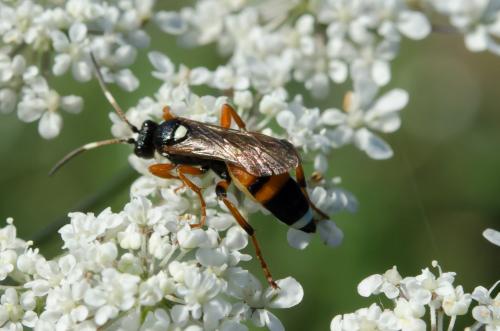 Réf. 151 709 : Ichneumon sarcitorius